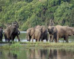 It is sad to say that there is a huge drop in the It is sad to say that there is a huge drop in the population of elephants in the reserve due to corrupt politicians, businessmen, and officials who su